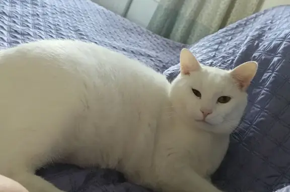 Кошки потеряшки, Дубровское городское поселение, фото: Потеряшка белая кошка, Заречная 23, Дубровское