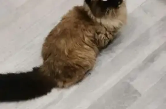 Найденные животные Мурманск, фото: Найдена кошка, пр. Героев Североморцев 76