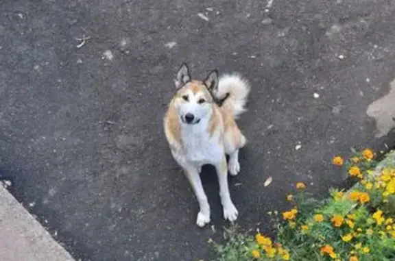 Найдена собака, Новочебоксарск, фото: Собака найдена: Энергетиков, 8, Новочебоксарск