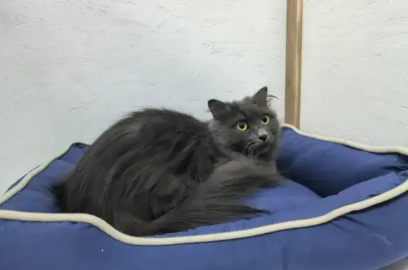 Пропала кошка, Орджоникидзе 2В, Саратов