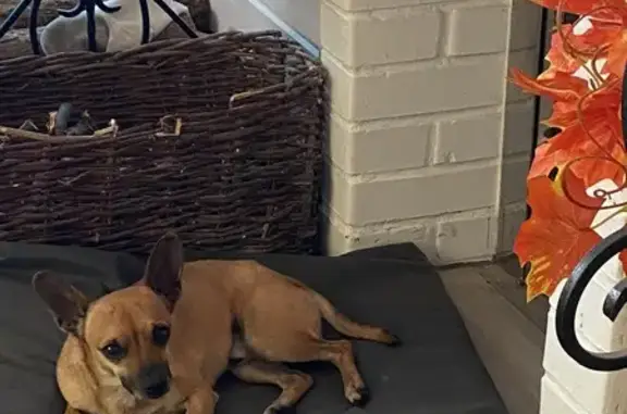 Найдена собака, , фото: Собака найдена: Центр. ул, 9А, В. Вурманкасы