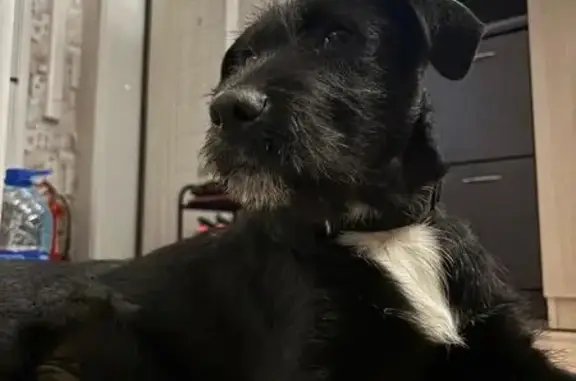 Найдена собака, Подольск, Бережковский пр.