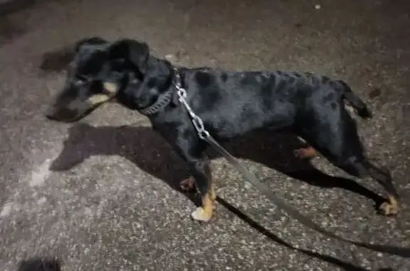 Собака найдена: ул. Горького, 193, Калининград