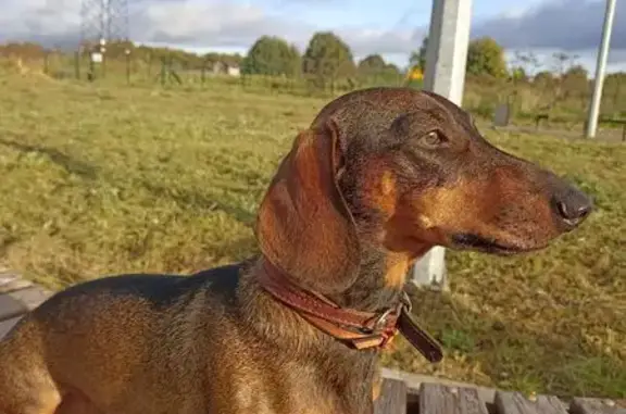 Пропала такса в Большеврудском СП, ЛО