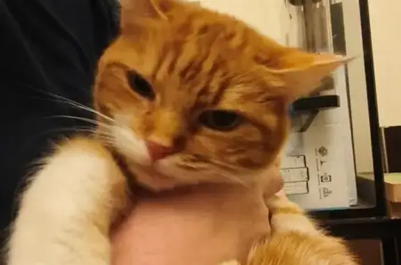 Кошка найдена на Заречной улице, Кратово