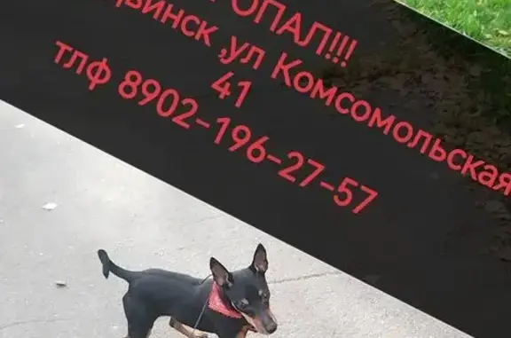 Пропала собака, Комсомольская 41, Северодвинск