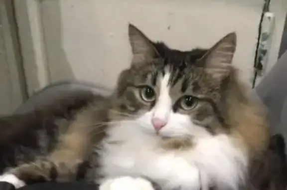 Кошки потеряшки, Новочебоксарск, фото: Потеряшка кошка, Советская 1, Новочебоксарск