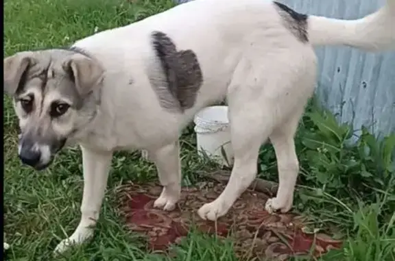 Пропала собака, Рощинский, Самарская обл.