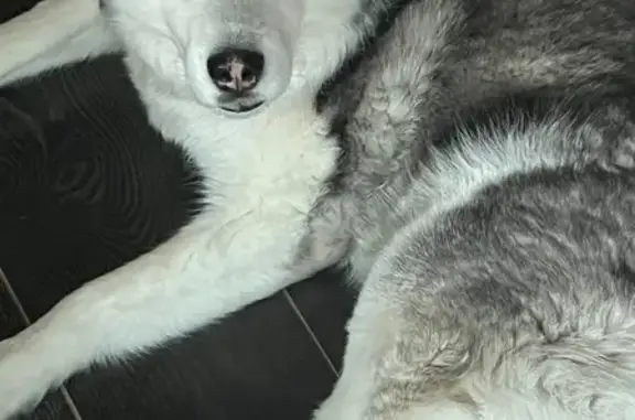 Пропала собака, ул. Димитрова 130, Барнаул