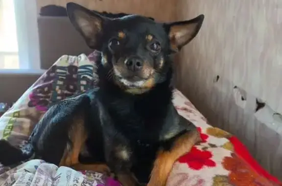 Пропала собака, Ижевск, Авангардная ул.