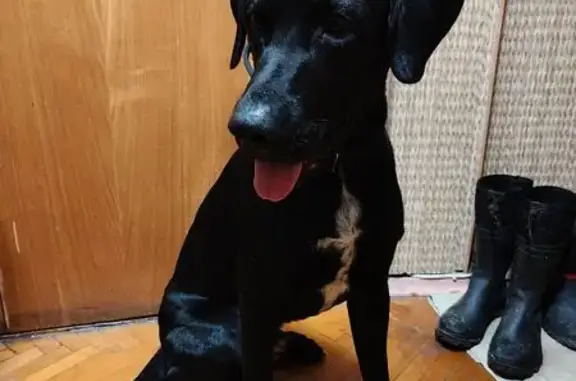 Найдена собака, , фото: Собака найдена: 2-я Новошоссейная, Старково