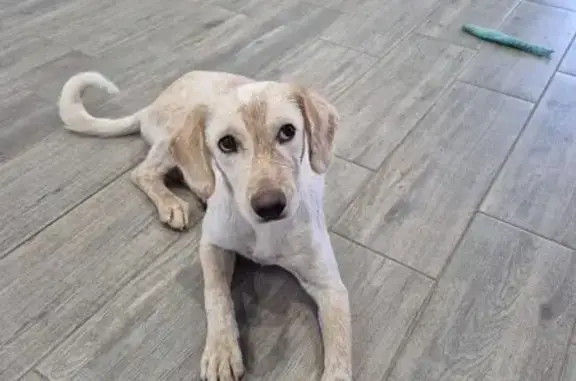 Найдена собака, Ставрополь, до года