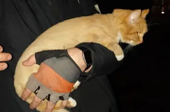 Найдена кошка, Пушкино, фото: Рыжая кошка найдена, ул. Маяковского, Пушкино