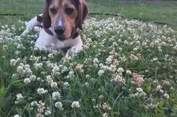 Собаки потеряшки, Нижний Новгород, фото: Потеряшка собака, ул. Новикова-Прибоя, НН