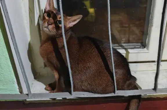 Найдена кошка, Москва, фото: Кошка найдена: Зеленый проспект 67 к2