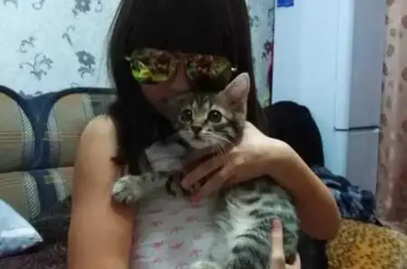 Кошка найдена: Софийская наб., Москва