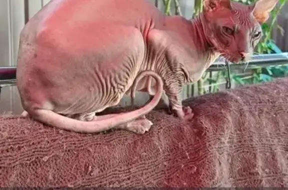 Кошки потеряшки, Михайловск, фото: Потеряшка кошка Мася, заезд Салют, Михайловск