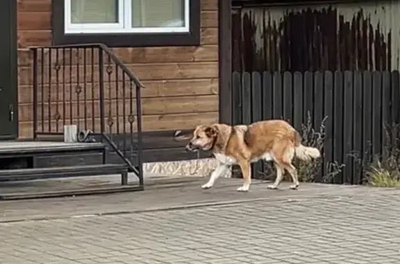 Собака найдена: ул. Сахарова и Амундсена