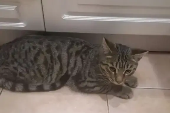 Найдена кошка, Челябинск, фото: Кошка найдена: Молодогвардейцев 19, Челябинск