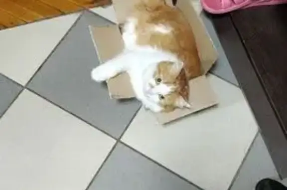 Пропала кошка, Байкальская ул. 35, Москва