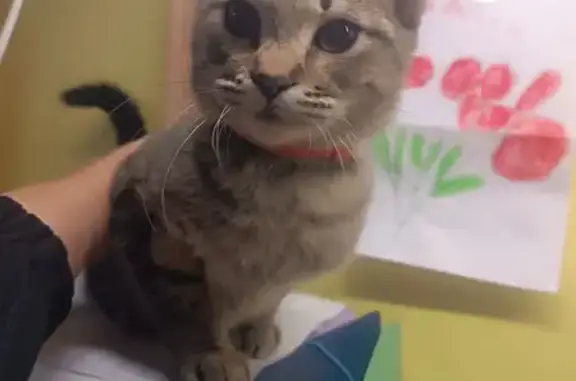 Найдена кошка, Ейск, фото: Найдена кошка, ул. Сергея Романа, 139, Ейск