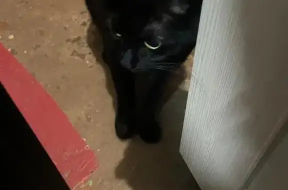 Найденные животные Мурманск, фото: Ласковая кошка найдена: Свердлова 12 к4