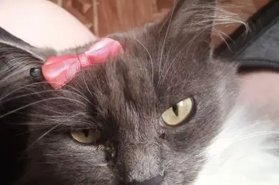 Кошки потеряшки, Челябинская область, фото: Потеряшка кошка, Челябинск, обл.