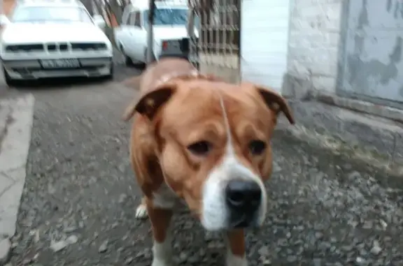 Пропала собака, Очаківська 2, Донецк