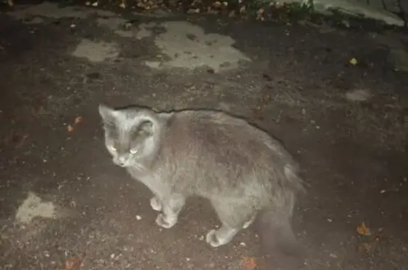 Котик найден у ветклиники, Волгоградская 51