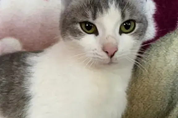 Пропала кошка на ул. Карла Маркса, Буховое