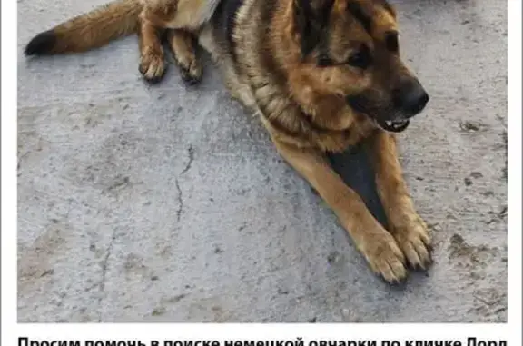 Пропала собака, Рассветная ул. 20