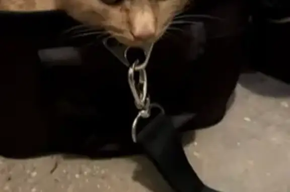 Найдена кошка, Москва, фото: Найдена кошка, Профсоюзная 83 к1, Москва