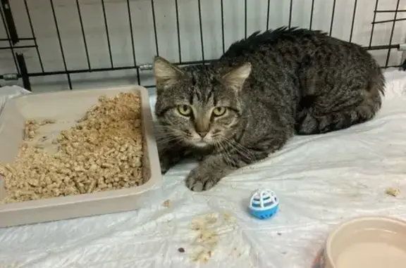 Пропала кошка, ул. Полежаева 120, Саранск