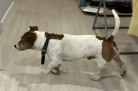 Найдена собака, Сочи, фото: Сочи: Найдена собака на Каспийской 59/3