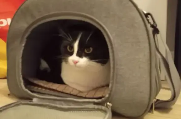 Найдена кошка, Волгоград, фото: Кошка найдена: Советская ул., 20, Волгоград