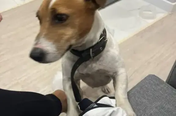 Найдена собака, Сочи, фото: Собака найдена: Каспийская ул. 59/3, Сочи