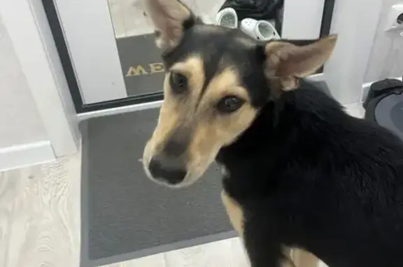 Собака найдена на пр. 40-летия Победы, 63/17