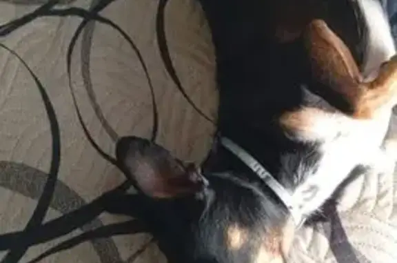 Пропала собака, ул. Мичурина 57, Курган