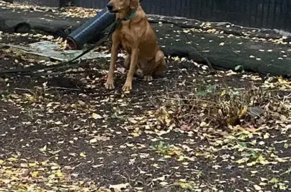 Собака найдена: Голубинская ул., Москва