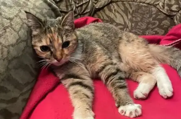 Кошка найдена на ул. Димитрова, 36