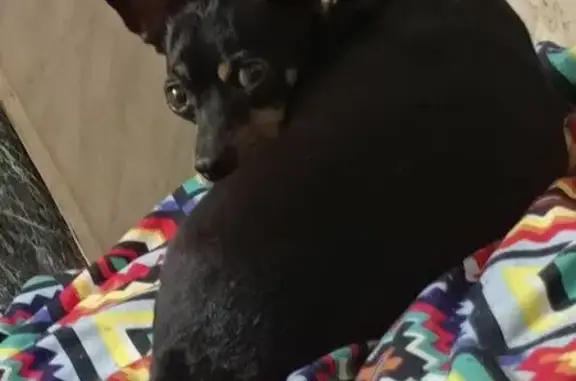 Пропала собака, Красноярская ул. 62, Мариинск