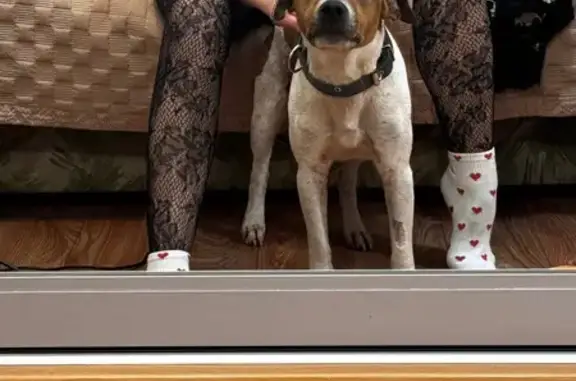 Найдена собака, Киргизская ул. 6, Ростов-на-Дону