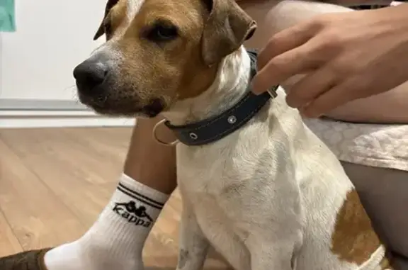 Собака найдена: Киргизская ул., Ростов-на-Дону