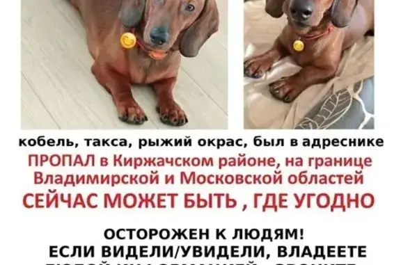 Пропал пёс Яша, 157 СНТ Шувалово