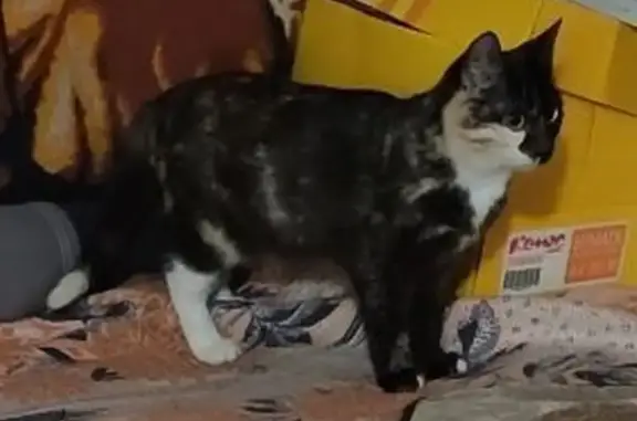 Пропала кошка на ул. Ленина 9, Балахна