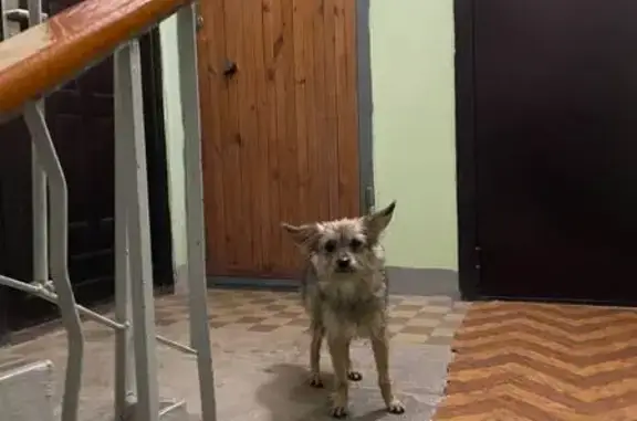 Собака найдена: ул. Шевченко, 23, Екатеринбург