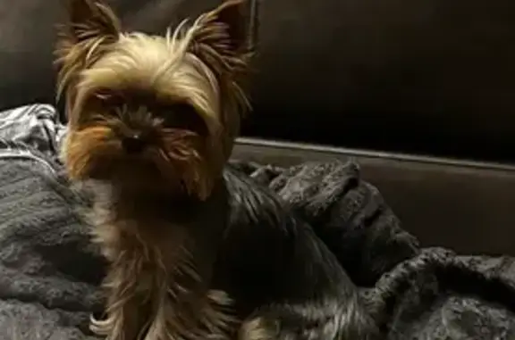 Пропала собака, ул. Ленина 9, Новокузнецк