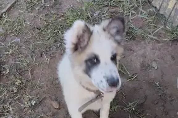 Пропала собака, ул. 50 лет Победы, Смоленка