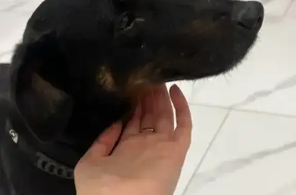 Собака найдена: Калужский пер., 10, Калининград