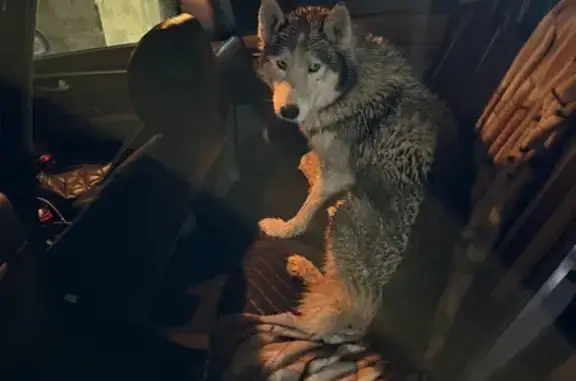 Найдена собака, Волгоград, фото: Хаски найдена: Волгоград, Каспийская 94